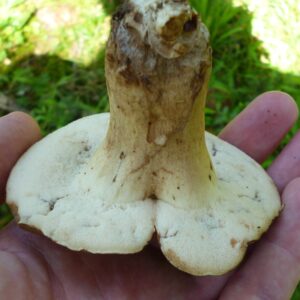 Tylopilus appalachiensis