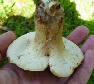 Tylopilus appalachiensis