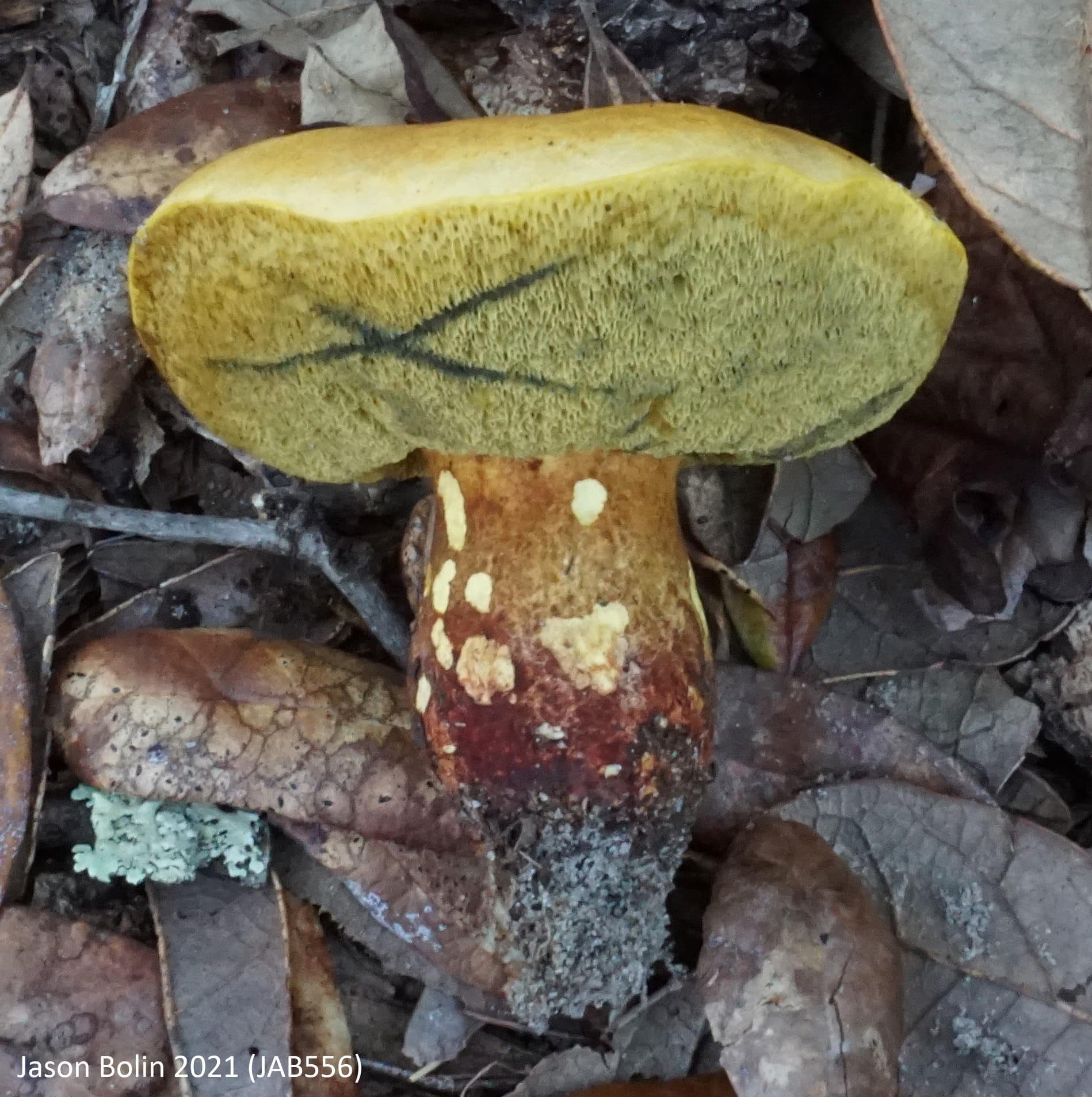 Lanmaoa roseocrispans | The Bolete Filter