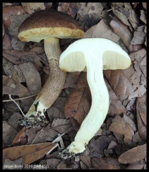 Leccinum griseum