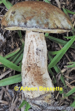 Leccinum chalybaeum