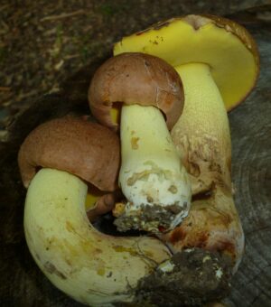 Butyriboletus taughannockensis ("Igor's Bolete")