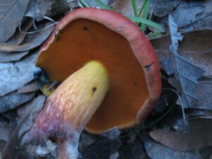Rubroboletus dupainii