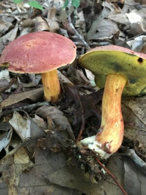 Pulchroboletus sclerotiorum ("Whitey's Bolete")