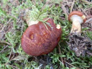 Suillus sinuspaulianus