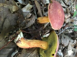 Pulchroboletus sclerotiorum ("Whitey's Bolete")
