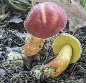 Boletus bicoloroides
