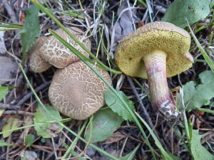Xerocomellus diffractus