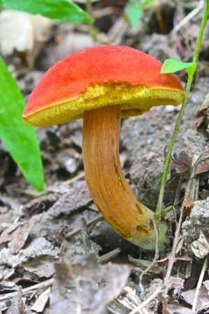 Boletus harrisonii