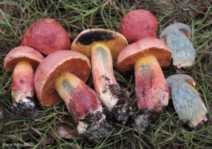 Exsudoporus floridanus
