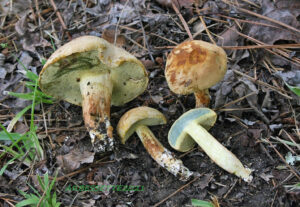 Cyanoboletus bessettei ("Swamp Fox")