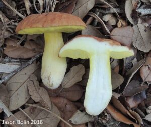 Hemileccinum floridanum