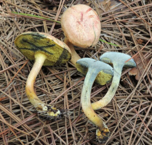 Xerocomellus bolinii ("Jason's Bolete")