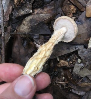 Austroboletus tequestae