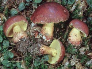 Boletus mahogonicolor