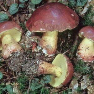 Boletus mahogonicolor