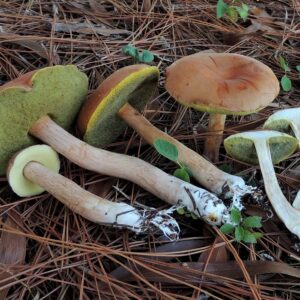 Boletus projectelloides