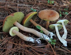 Boletus projectelloides
