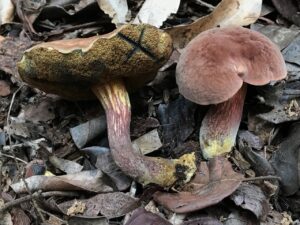 Neoboletus antillanus ("Caribbean Red Mouth")
