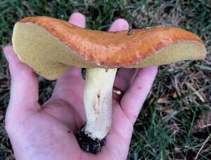 Suillus granulatus (Europe in America)