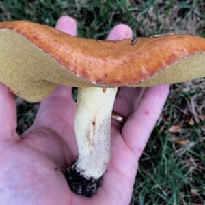 Suillus granulatus (Europe in America)