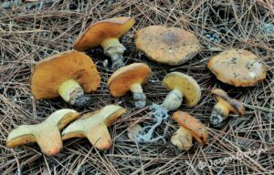 Suillus hiemalis (Nom. Prov.)
