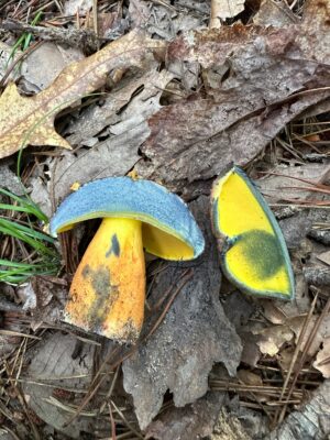 Hongoboletus americanus
