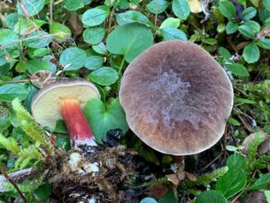 Xerocomellus atropurpureus